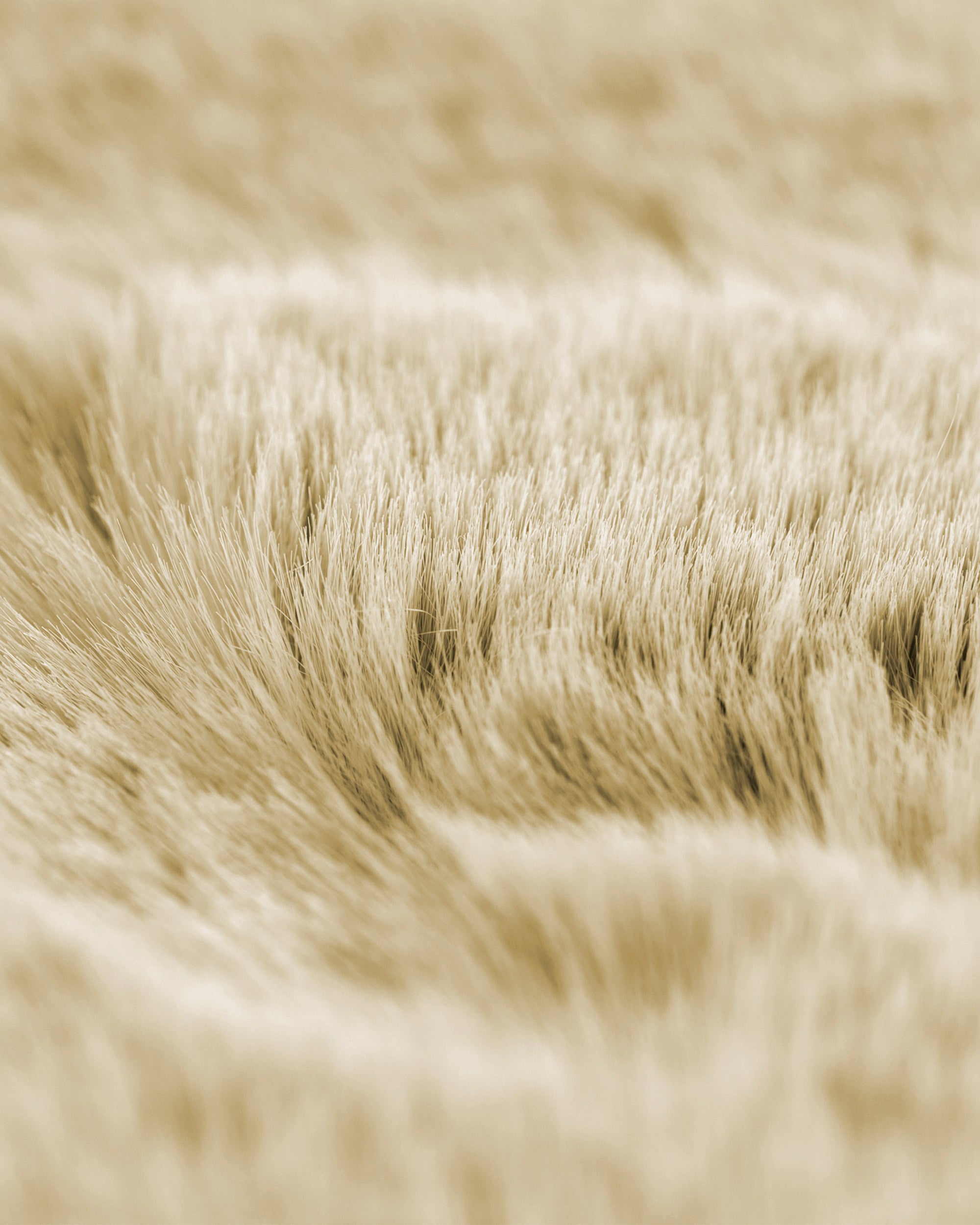 Bunny II Rug